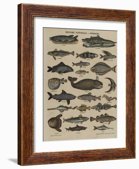 Histoire naturelle : poissons-null-Framed Giclee Print