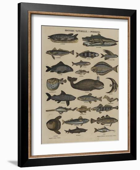 Histoire naturelle : poissons-null-Framed Giclee Print