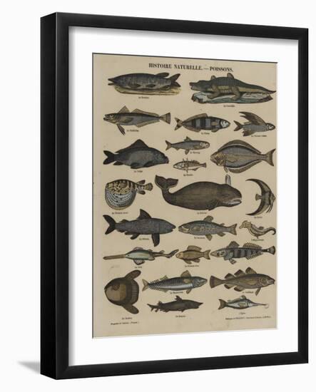 Histoire naturelle : poissons-null-Framed Giclee Print