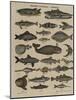 Histoire naturelle : poissons-null-Mounted Giclee Print