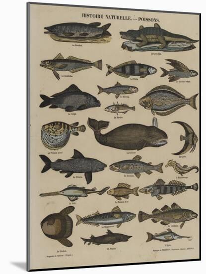 Histoire naturelle : poissons-null-Mounted Giclee Print
