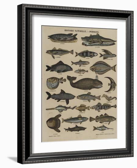 Histoire naturelle : poissons-null-Framed Giclee Print