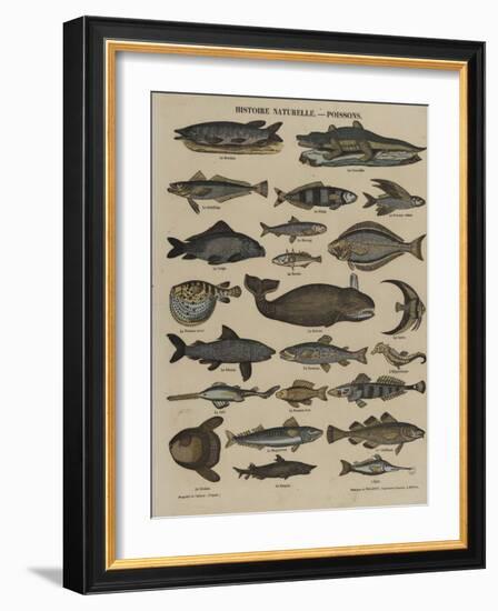 Histoire naturelle : poissons-null-Framed Giclee Print