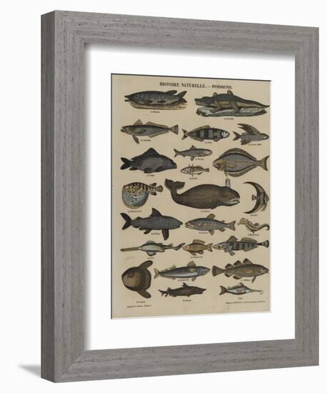 Histoire naturelle : poissons-null-Framed Giclee Print