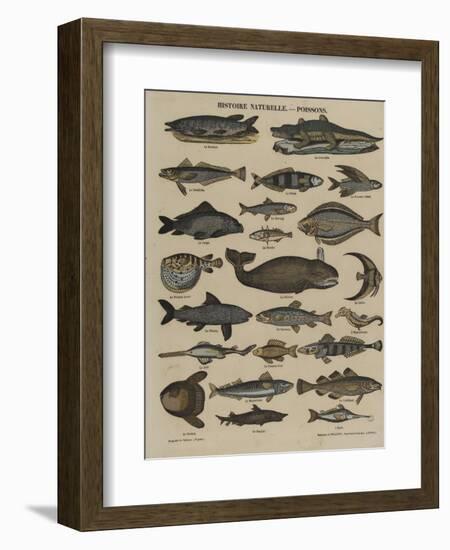 Histoire naturelle : poissons-null-Framed Giclee Print