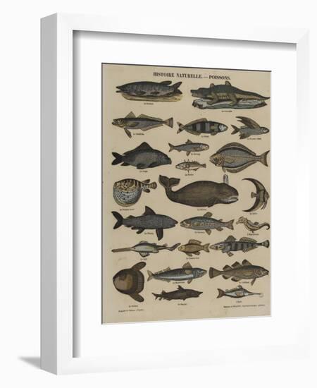 Histoire naturelle : poissons-null-Framed Giclee Print