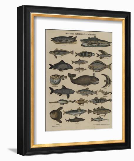 Histoire naturelle : poissons-null-Framed Giclee Print