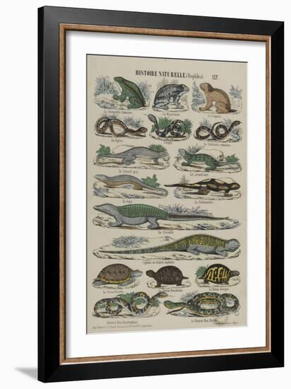 Histoire naturelle (reptiles)-null-Framed Giclee Print