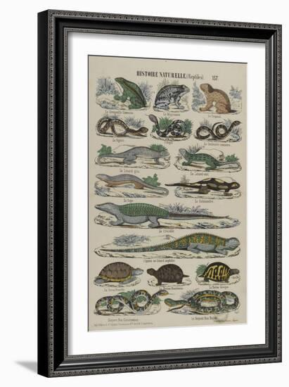 Histoire naturelle (reptiles)-null-Framed Giclee Print