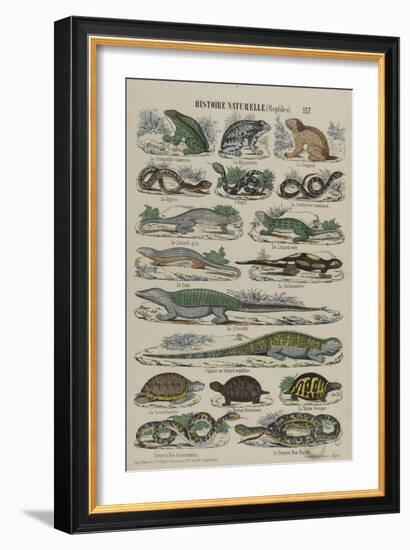 Histoire naturelle (reptiles)-null-Framed Giclee Print