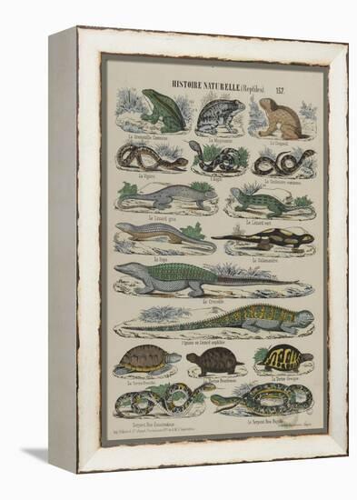 Histoire naturelle (reptiles)-null-Framed Premier Image Canvas