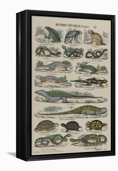 Histoire naturelle (reptiles)-null-Framed Premier Image Canvas