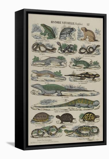 Histoire naturelle (reptiles)-null-Framed Premier Image Canvas