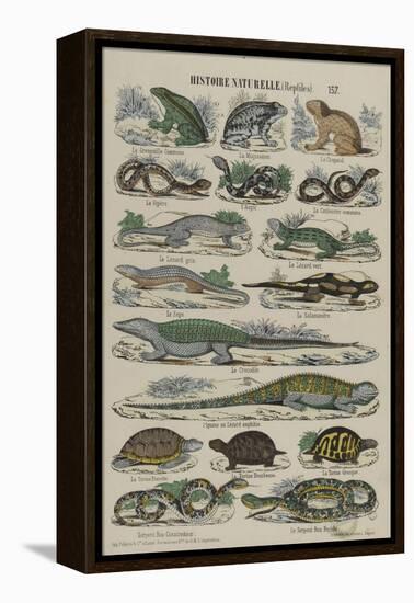 Histoire naturelle (reptiles)-null-Framed Premier Image Canvas