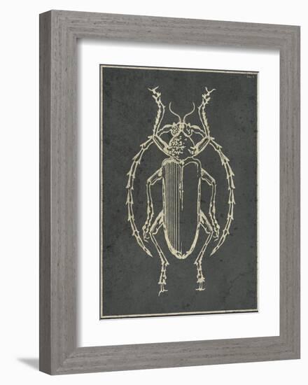 Historia Insectorum Generalis V-The Vintage Collection-Framed Giclee Print