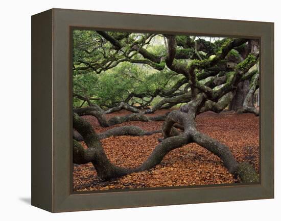 Historic Angel Oak Tree, Charleston, South Carolina, Usa-Joanne Wells-Framed Premier Image Canvas