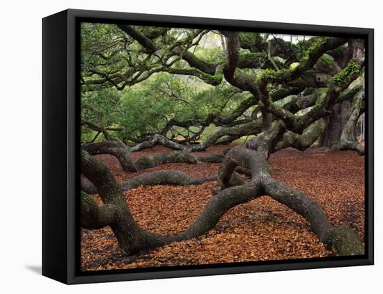 Historic Angel Oak Tree, Charleston, South Carolina, Usa-Joanne Wells-Framed Premier Image Canvas