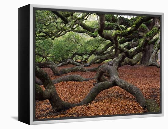 Historic Angel Oak Tree, Charleston, South Carolina, Usa-Joanne Wells-Framed Premier Image Canvas