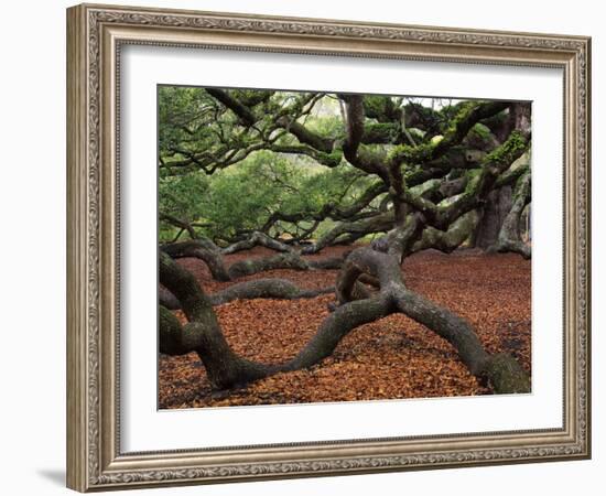 Historic Angel Oak Tree, Charleston, South Carolina, Usa-Joanne Wells-Framed Photographic Print