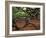 Historic Angel Oak Tree, Charleston, South Carolina, Usa-Joanne Wells-Framed Photographic Print