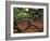 Historic Angel Oak Tree, Charleston, South Carolina, Usa-Joanne Wells-Framed Photographic Print