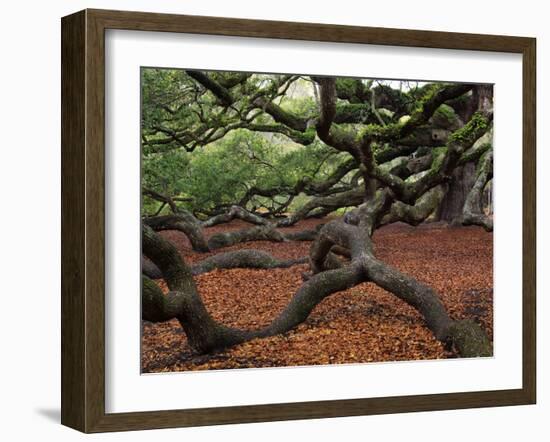 Historic Angel Oak Tree, Charleston, South Carolina, Usa-Joanne Wells-Framed Photographic Print