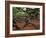 Historic Angel Oak Tree, Charleston, South Carolina, Usa-Joanne Wells-Framed Photographic Print