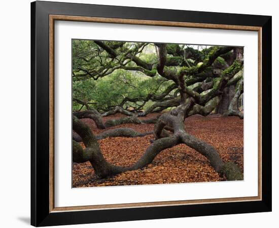 Historic Angel Oak Tree, Charleston, South Carolina, Usa-Joanne Wells-Framed Photographic Print