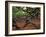 Historic Angel Oak Tree, Charleston, South Carolina, Usa-Joanne Wells-Framed Photographic Print