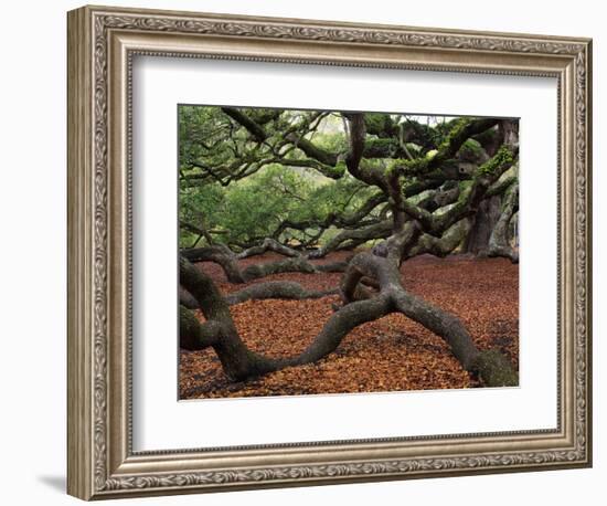 Historic Angel Oak Tree, Charleston, South Carolina, Usa-Joanne Wells-Framed Photographic Print