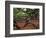 Historic Angel Oak Tree, Charleston, South Carolina, Usa-Joanne Wells-Framed Photographic Print