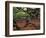 Historic Angel Oak Tree, Charleston, South Carolina, Usa-Joanne Wells-Framed Photographic Print