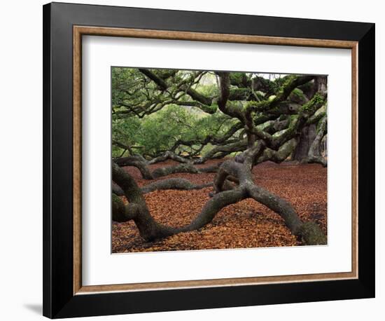 Historic Angel Oak Tree, Charleston, South Carolina, Usa-Joanne Wells-Framed Photographic Print