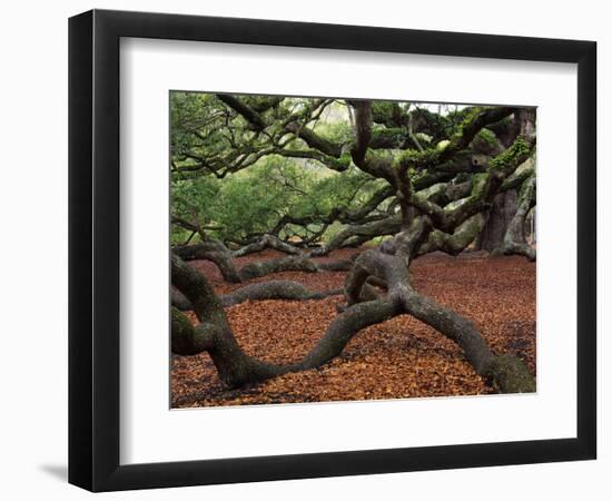 Historic Angel Oak Tree, Charleston, South Carolina, Usa-Joanne Wells-Framed Photographic Print