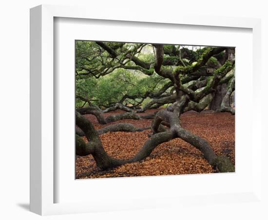 Historic Angel Oak Tree, Charleston, South Carolina, Usa-Joanne Wells-Framed Photographic Print