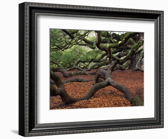 Historic Angel Oak Tree, Charleston, South Carolina, Usa-Joanne Wells-Framed Photographic Print