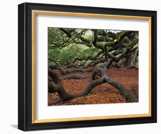 Historic Angel Oak Tree, Charleston, South Carolina, Usa-Joanne Wells-Framed Photographic Print