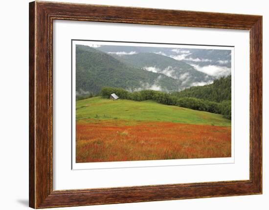 Historic Barn at Redwoods Forest-Donald Paulson-Framed Giclee Print