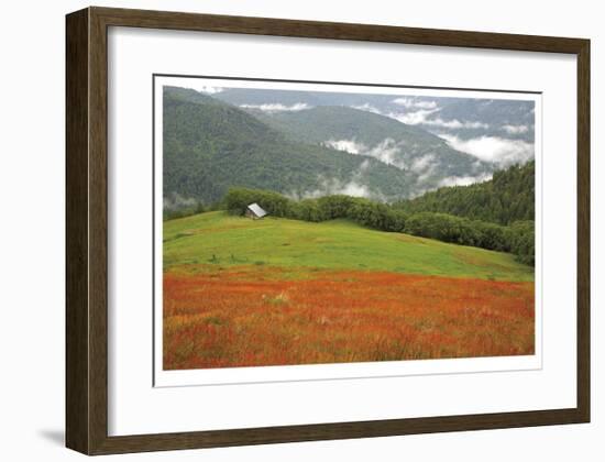 Historic Barn at Redwoods Forest-Donald Paulson-Framed Giclee Print