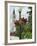 Historic District, Mackinac Island, Michigan, USA-Ethel Davies-Framed Photographic Print