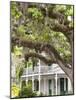 Historic Home with Spanish Moss-Covered Oak Tree, Fernandina Beach, Amelia Island, Florida, Usa-Cindy Miller Hopkins-Mounted Photographic Print