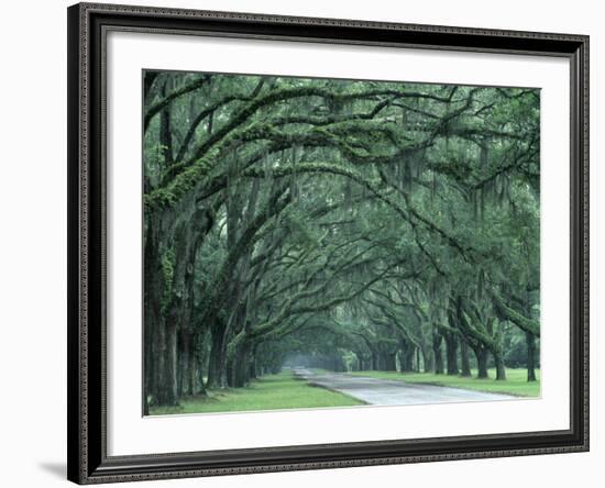 Historic Wormsloe Plantation, Savannah, Georgia, USA-Joanne Wells-Framed Photographic Print