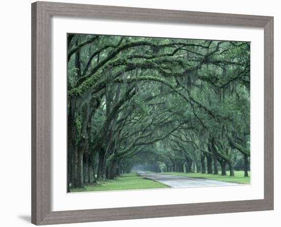 Historic Wormsloe Plantation, Savannah, Georgia, USA-Joanne Wells-Framed Photographic Print