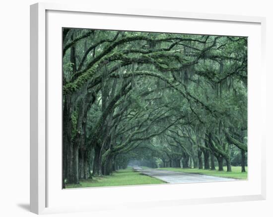 Historic Wormsloe Plantation, Savannah, Georgia, USA-Joanne Wells-Framed Photographic Print