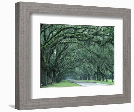 Historic Wormsloe Plantation, Savannah, Georgia, USA-Joanne Wells-Framed Photographic Print