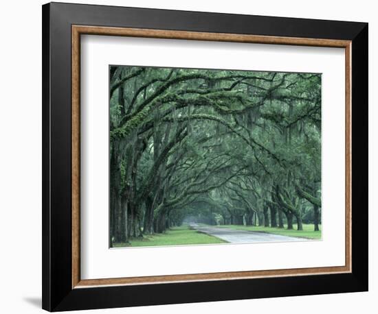 Historic Wormsloe Plantation, Savannah, Georgia, USA-Joanne Wells-Framed Photographic Print