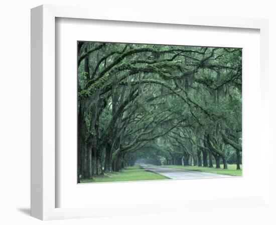 Historic Wormsloe Plantation, Savannah, Georgia, USA-Joanne Wells-Framed Photographic Print