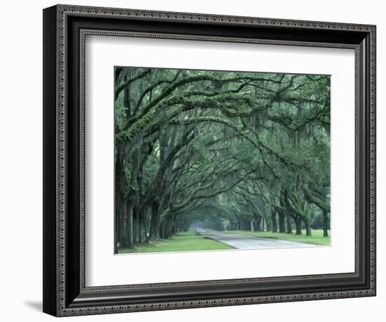 Historic Wormsloe Plantation, Savannah, Georgia, USA-Joanne Wells-Framed Photographic Print