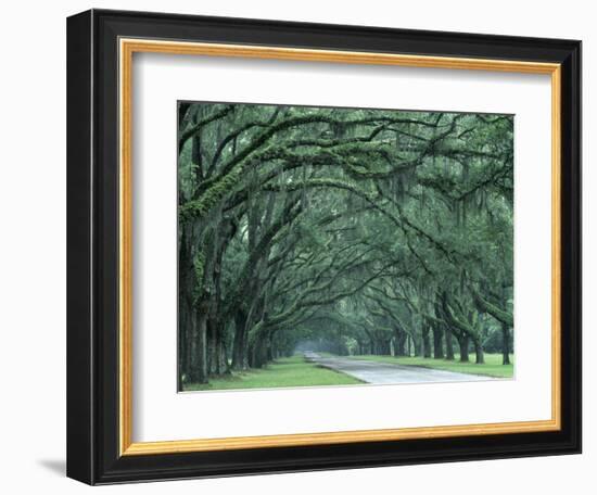 Historic Wormsloe Plantation, Savannah, Georgia, USA-Joanne Wells-Framed Photographic Print