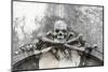 Historical Cemetery, Tomb, Burial Chamber, Skull, Medium Close-Up-Axel Schmies-Mounted Photographic Print